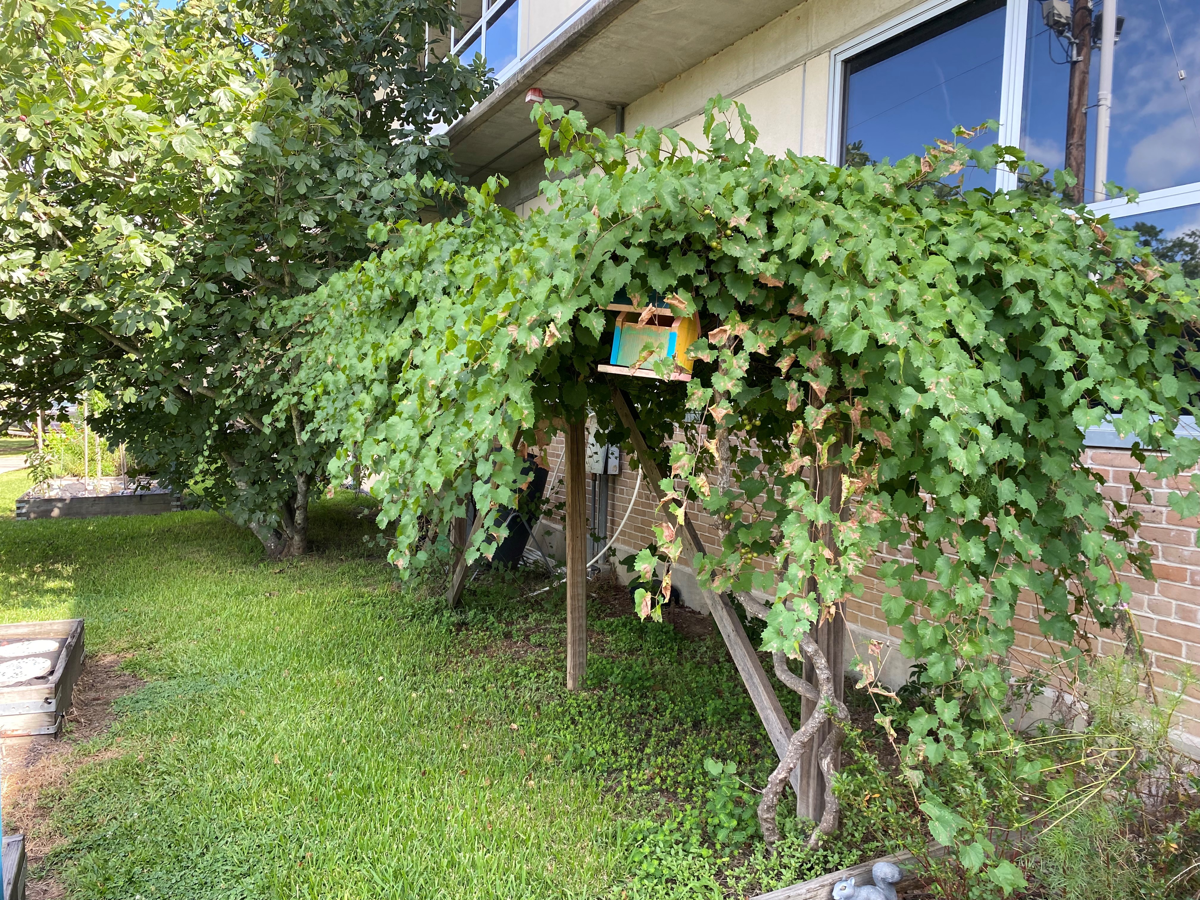 St Aloysius muscadine 3jpg